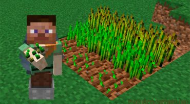 Minecraft: как выращивать пшеницу и сахарный тростник